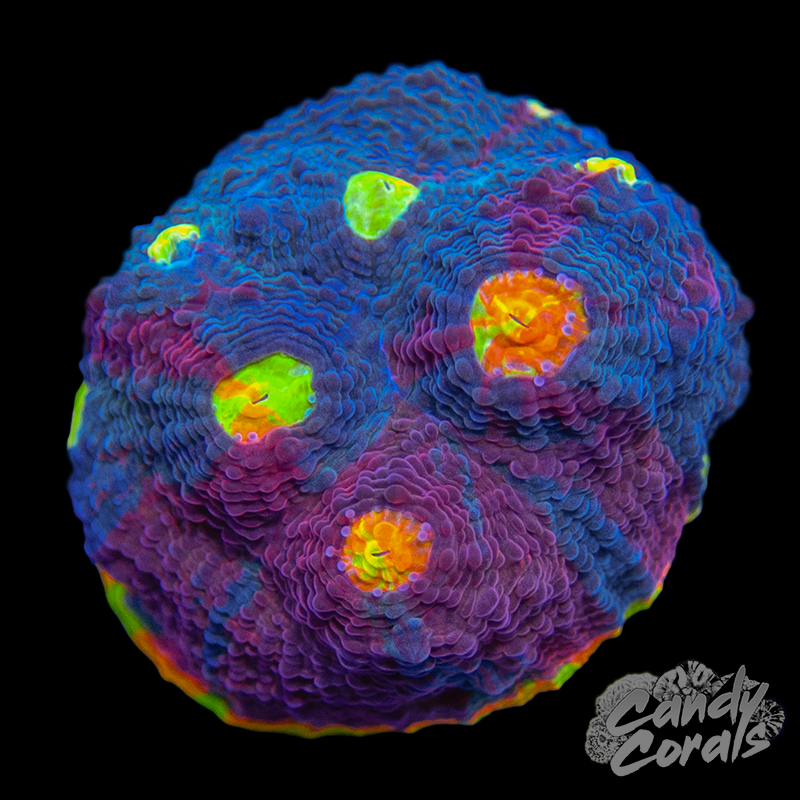 Gumdrop Chalice WYSIWYG 8