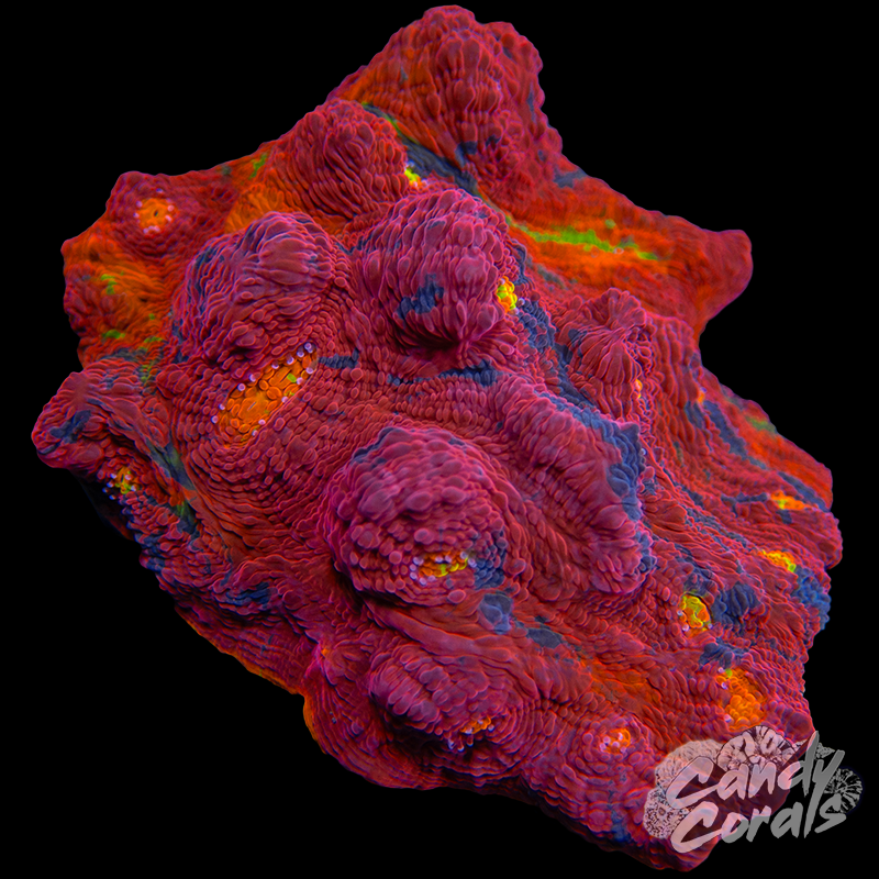 Rainbow Dynamite Chalice Colony WYSIWYG 15