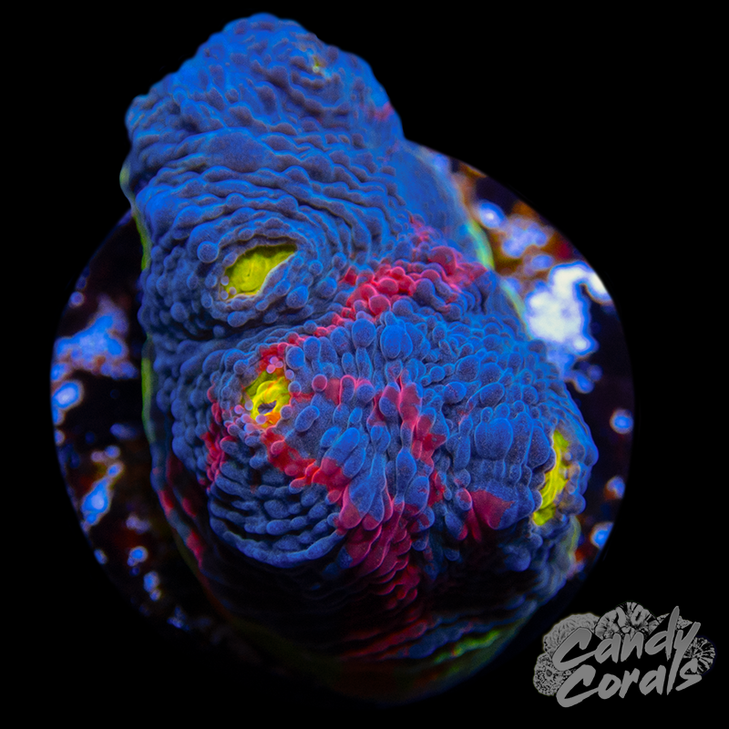 Rainbow Dynamite Chalice WYSIWYG 30