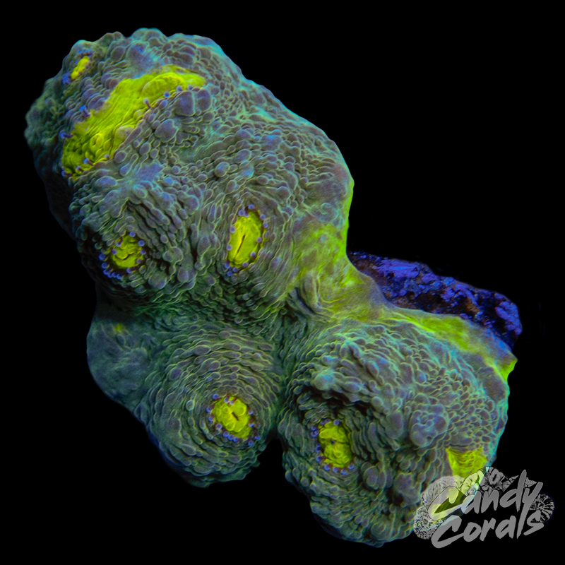 Ultra Chalice WYSIWYG 25