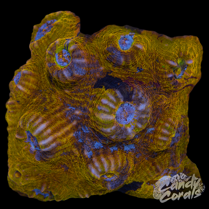 Aussie Gold Chalice WYSIWYG 7