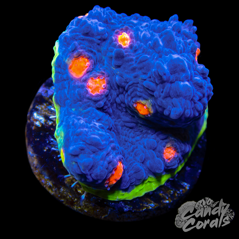 Purple Watermelon Chalice Frag C15