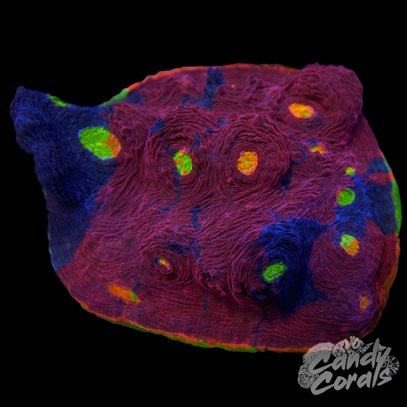 Rainbow Dynamite Chalice Colony WYSIWYG 19