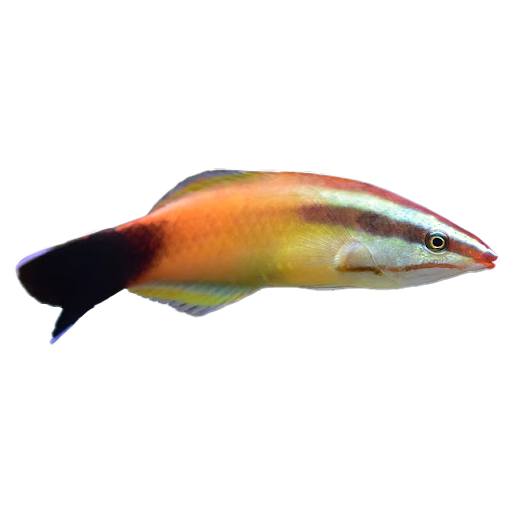 Tahitian Cleaner Wrasse