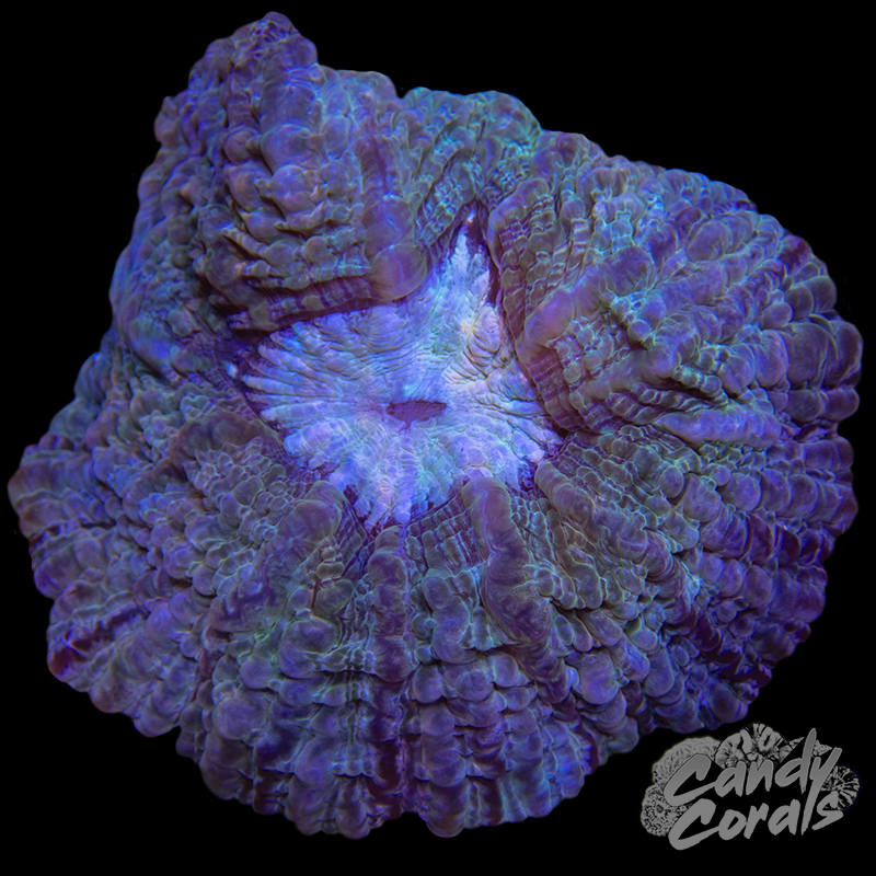 Ultra Cynarina WYSIWYG 53