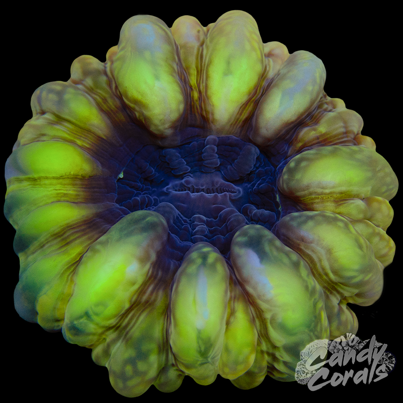 Ultra Cynarina WYSIWYG 89