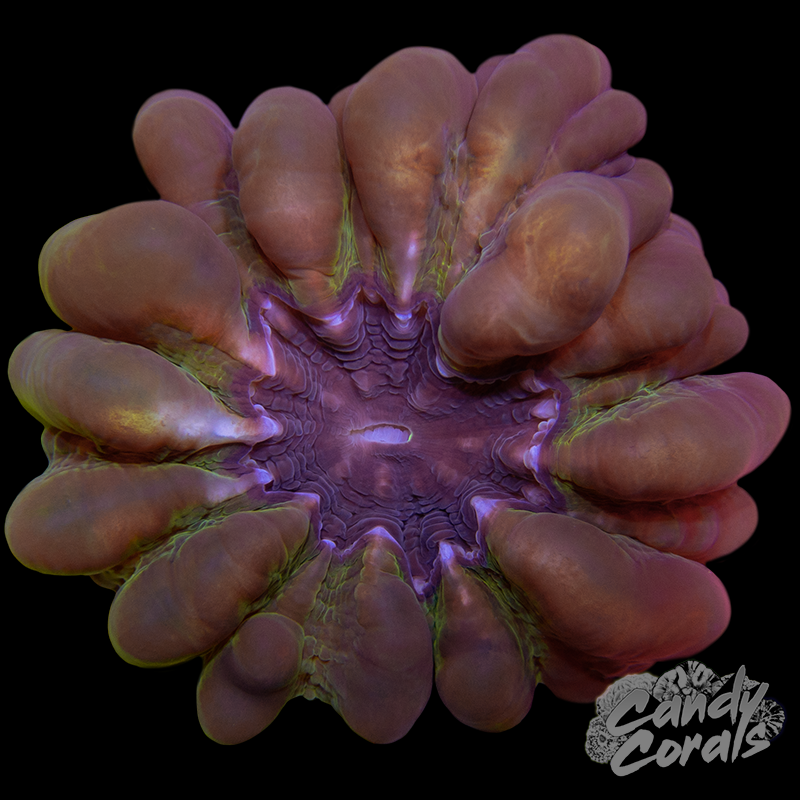 Ultra Cynarina WYSIWYG 30