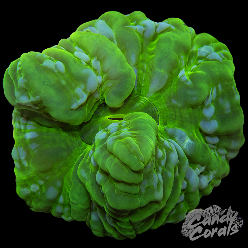 Ultra Cynarina WYSIWYG 34