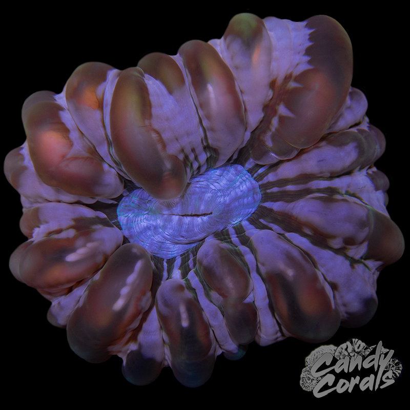 Ultra Cynarina WYSIWYG 37