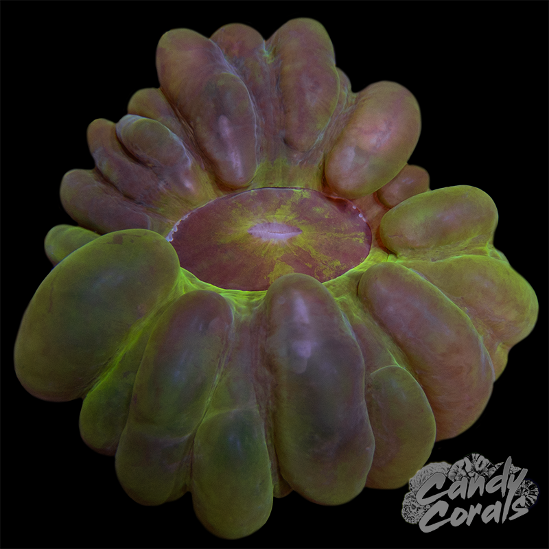 Ultra Cynarina WYSIWYG 40