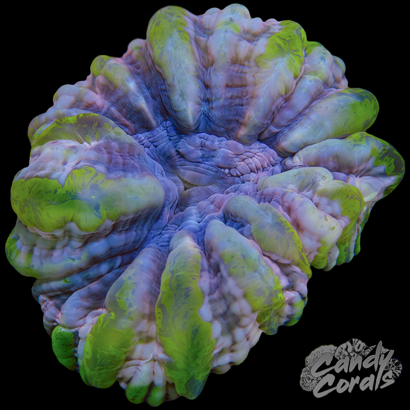 Ultra Cynarina WYSIWYG 96