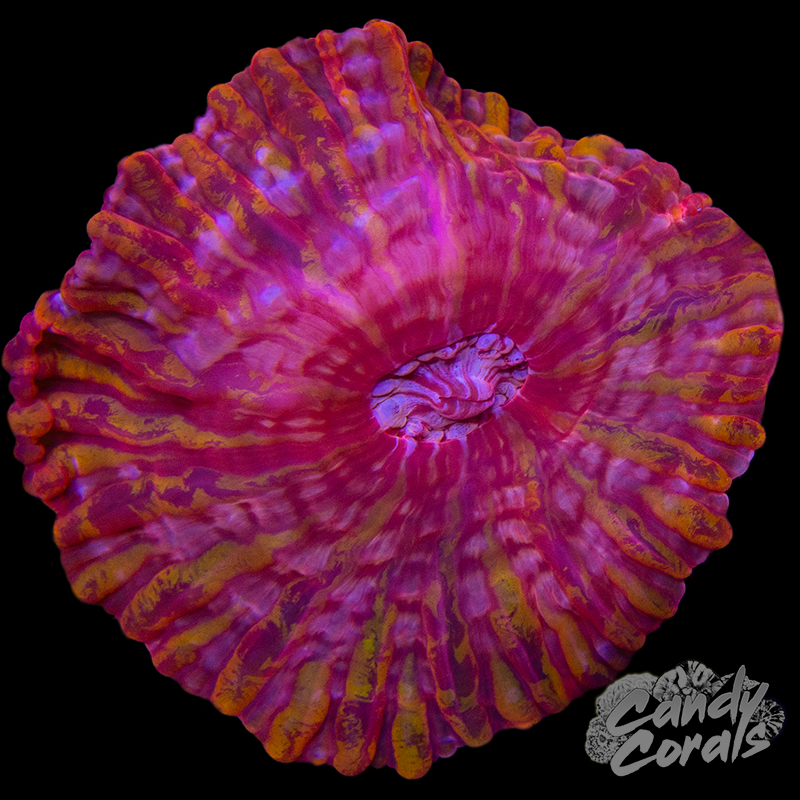 Ultra Cynarina WYSIWYG 7