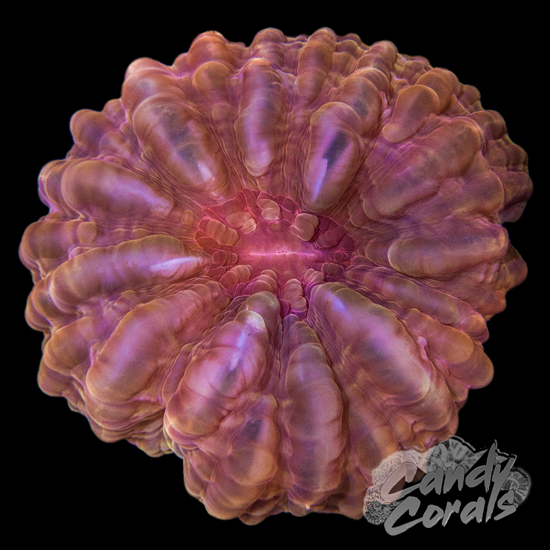 Ultra Cynarina WYSIWYG 31