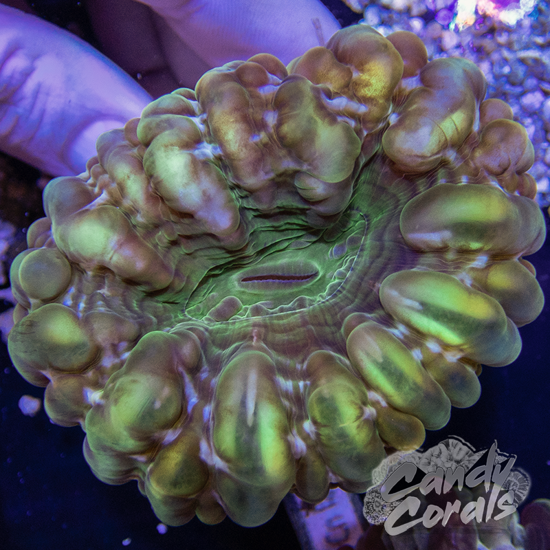 Candy Corals