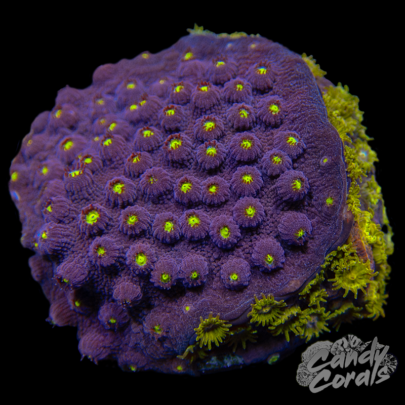 Multi Cyphastrea WYSIWYG 3