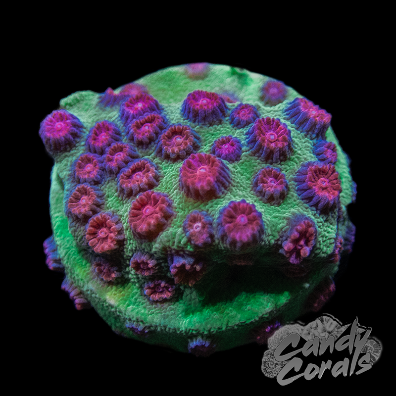 South Beach Cyphastrea Frag – Candy Corals
