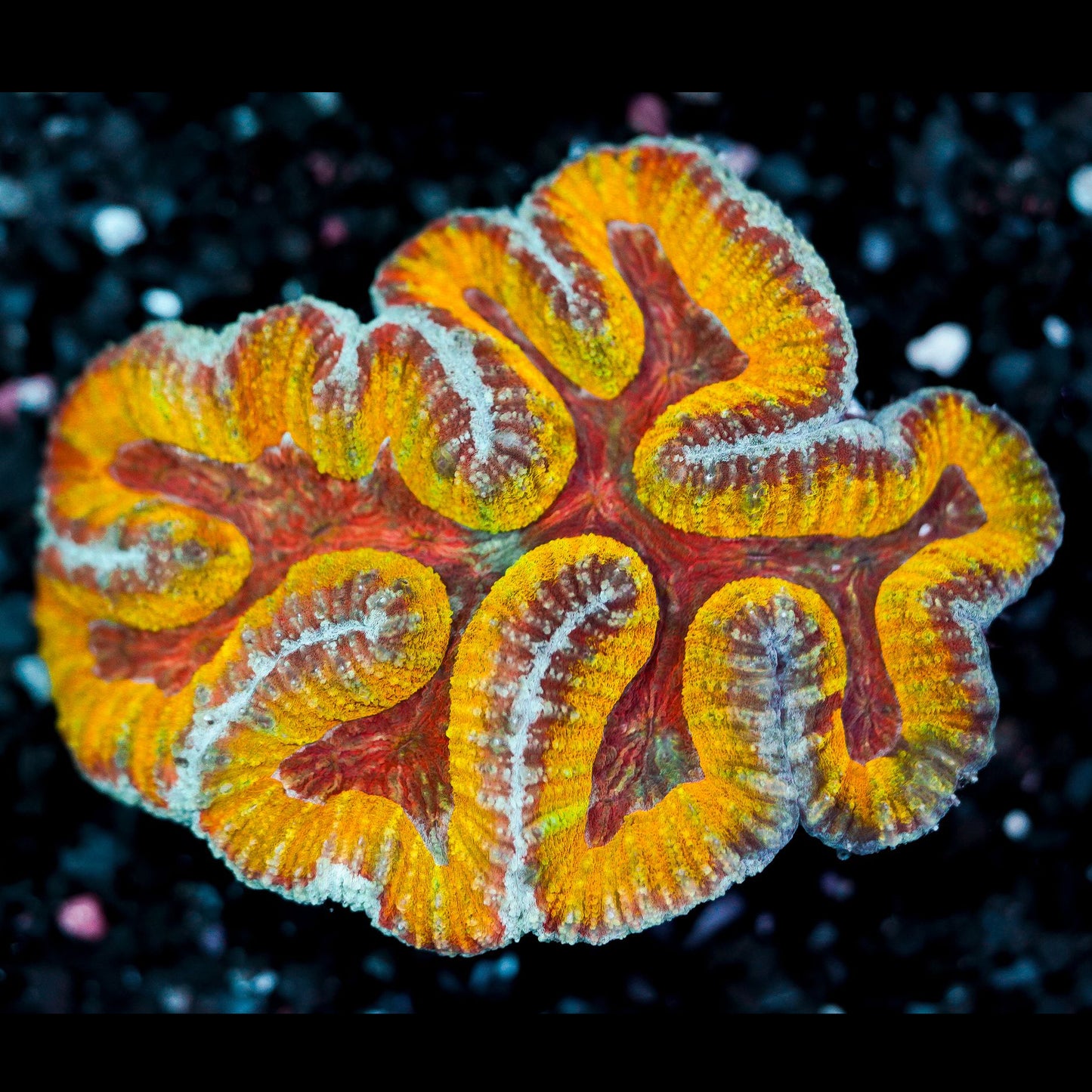Rainbow Lobophyllia WYSIWYG 51