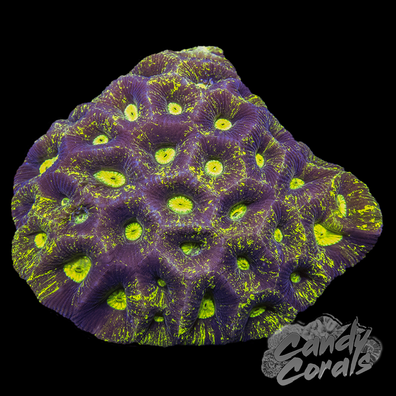 Candy Corals