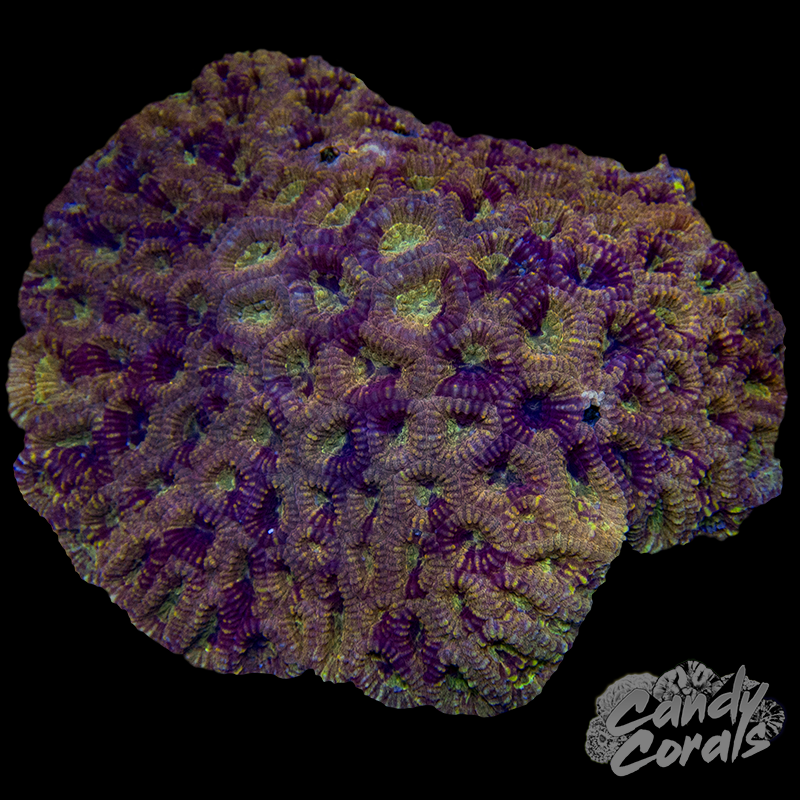 Ultra Favia Colony 4