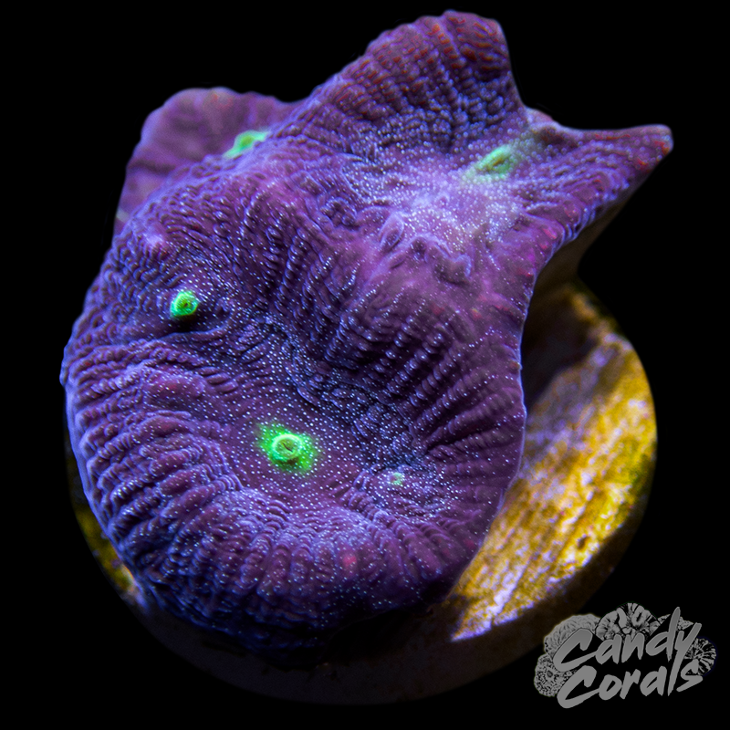 Twinkle Twinkle Maze Coral Frag B46 – Candy Corals