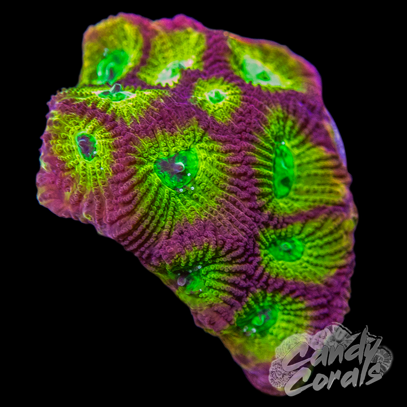 Spicy Lemon Favia Frag – Candy Corals