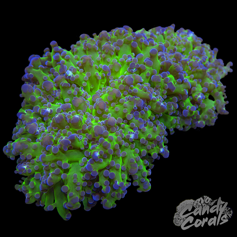 Hulk Octospawn WYSIWYG 4