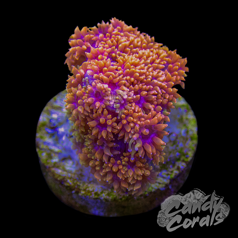 Candy Corals