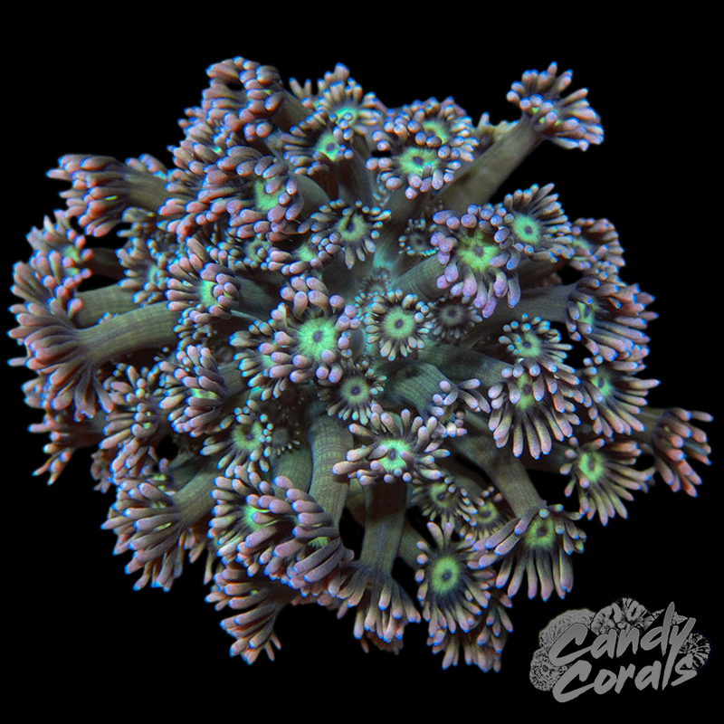 Small Ultra Goni Colony WYSIWYG 34