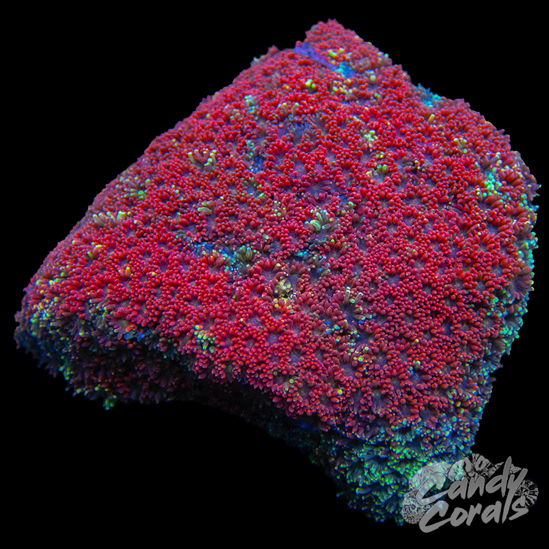 Red Bernardpora Colony