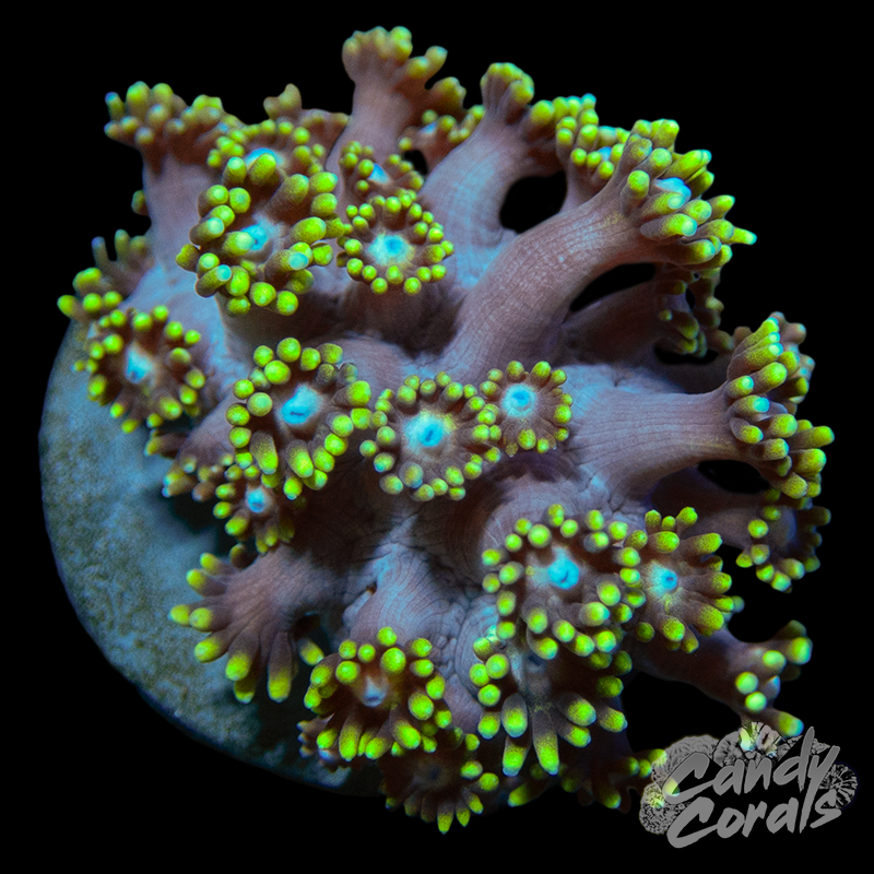 Space Cowboy Goniopora Frag