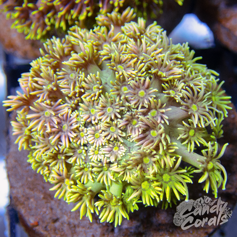 Small Ultra Goni Colony WYSIWYG 29