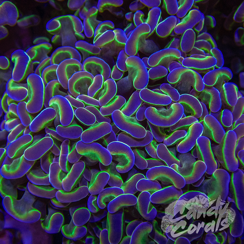 Assorted Hologram Rainbow Branching Hammer H2