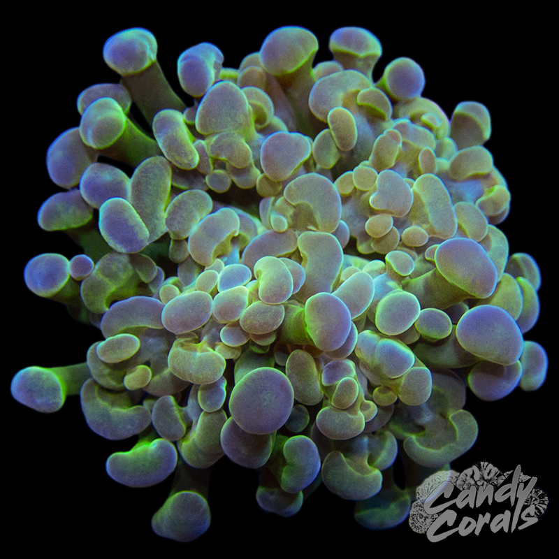 Summer Solstice Branching Hammer