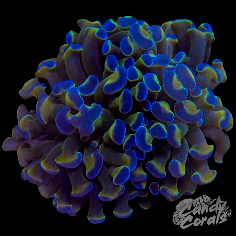 Ultra Branching Hammer WYSIWYG 9