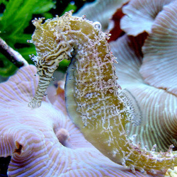 Captive Bred Barbour’s Seahorse