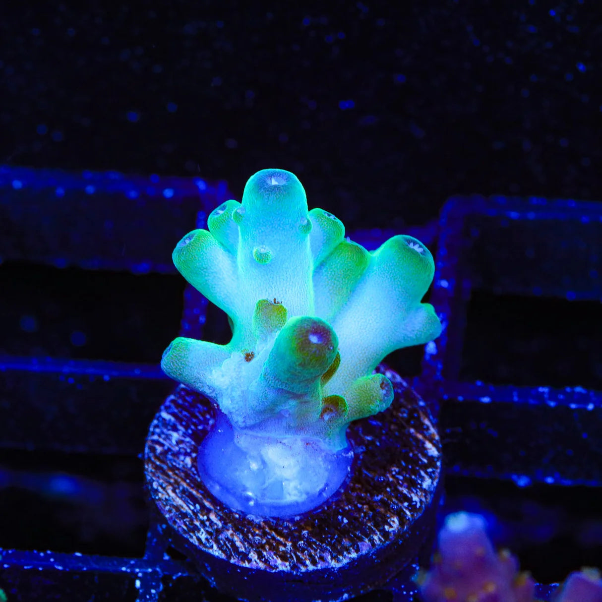 TSA Holy Diver Acropora Sp. Frag A10