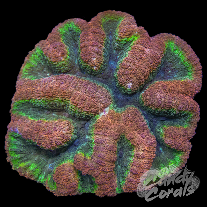 Candy Corals