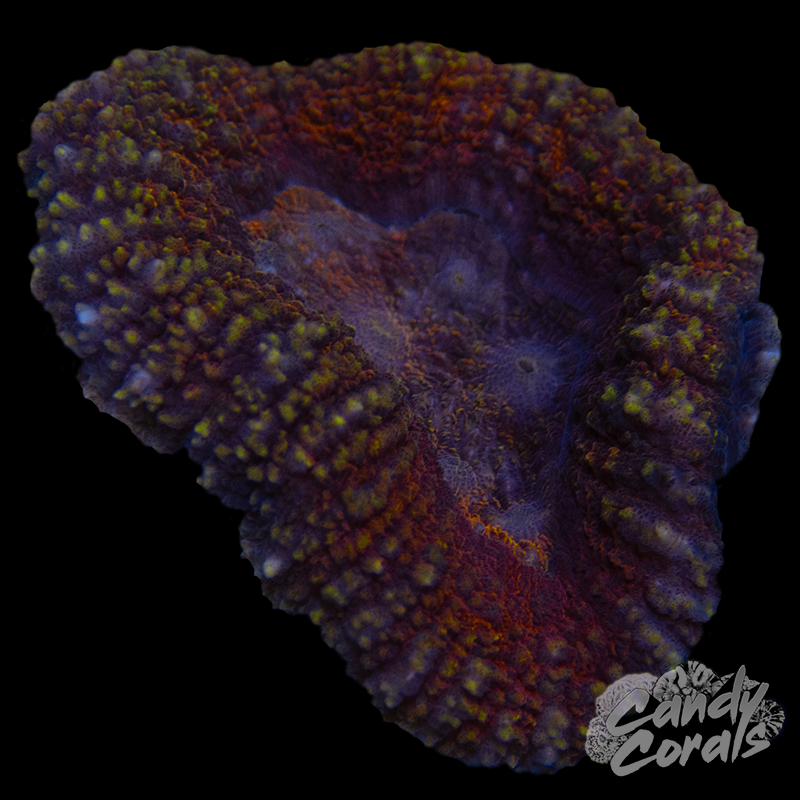 Rainbow Lobophyllia WYSIWYG 43