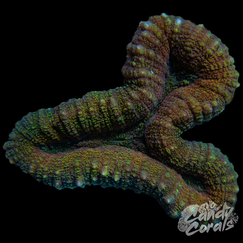 Rainbow Lobophyllia WYSIWYG 48