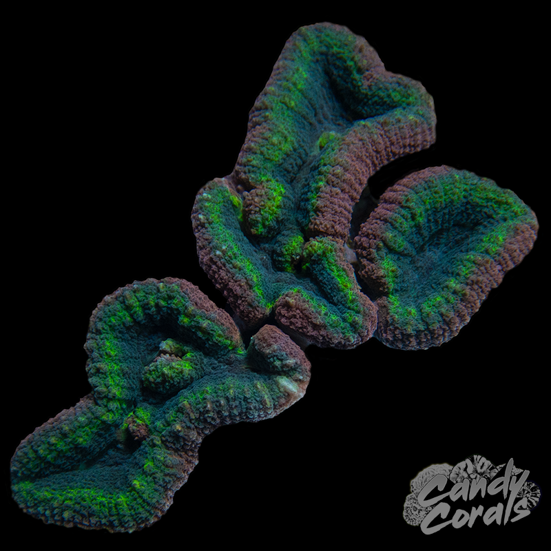 Rainbow Lobophyllia WYSIWYG 53