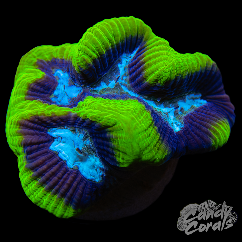 Blue Centered Green Maze Coral Frag