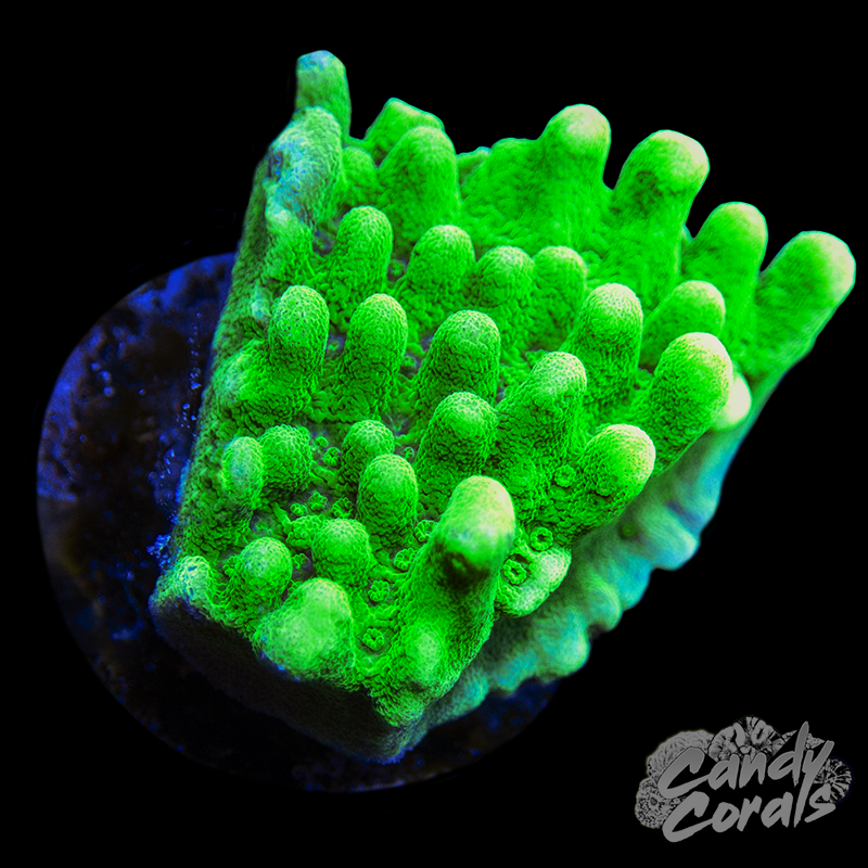 Sheen Green Montipora Frag M11