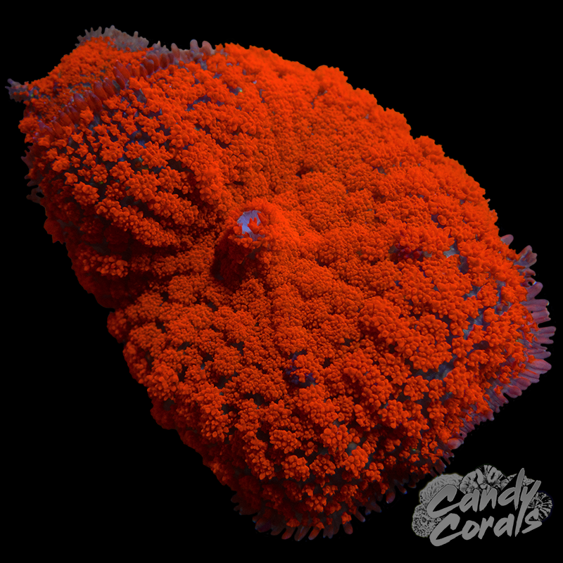 Orange Ultra Rhodactis Mushroom WYSIWYG 2