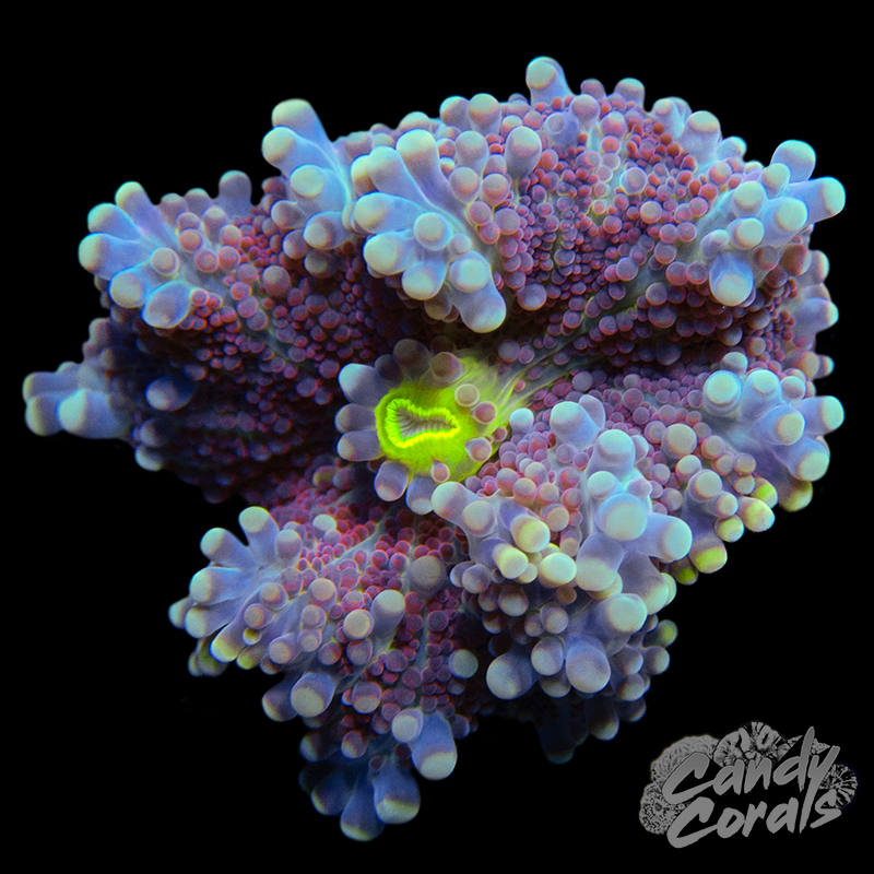 Rainbow Yuma Mushroom WYSIWYG 35