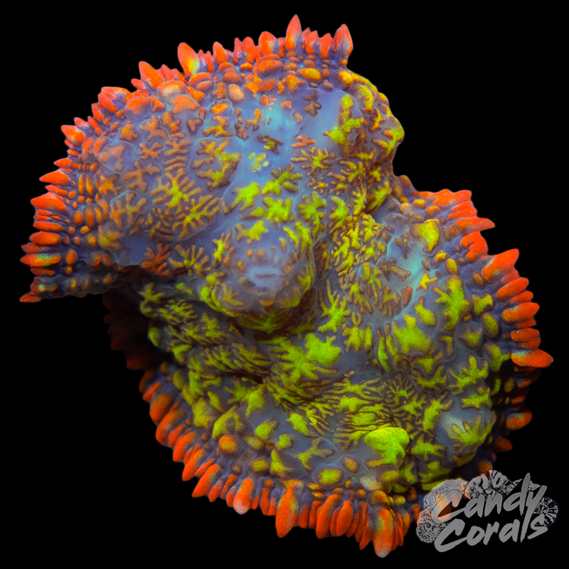 Rainbow Croc Skin Rhodactis Mushroom WYSIWYG 1