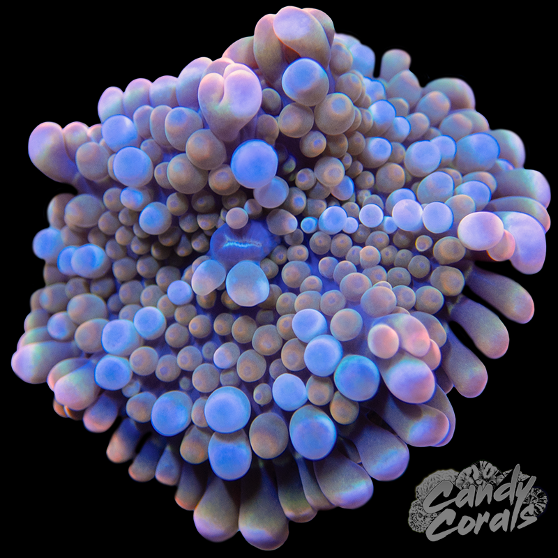 Rainbow Yuma Mushroom WYSIWYG 21