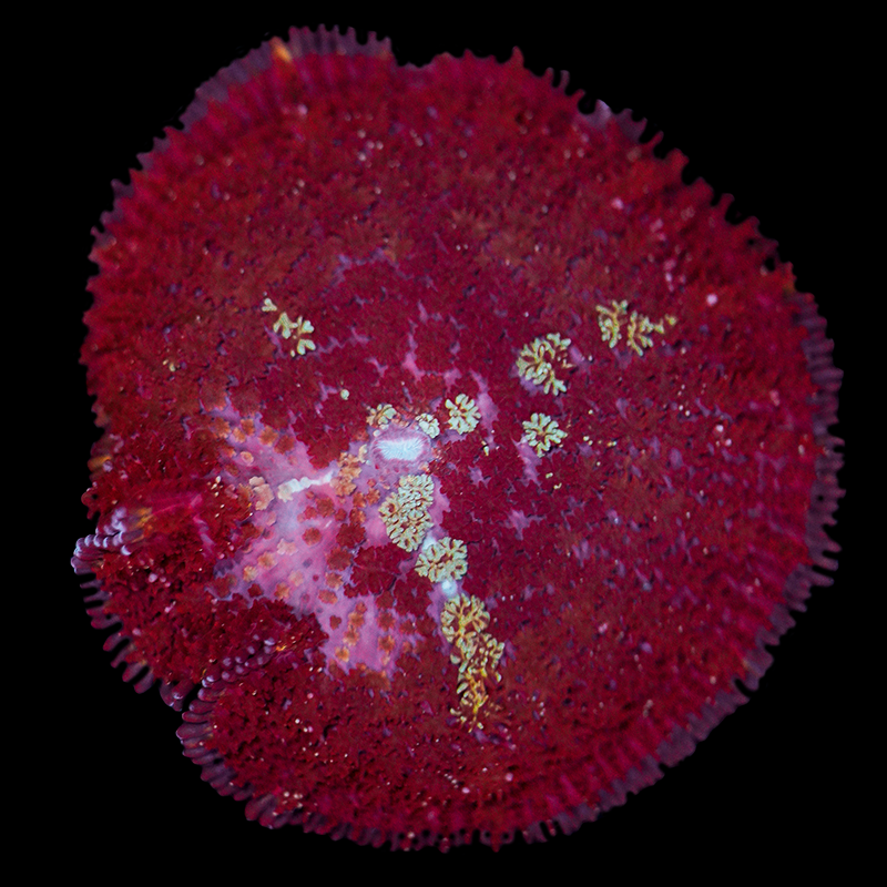 Burgundy Rhodactis Mushroom WYSIWYG 1