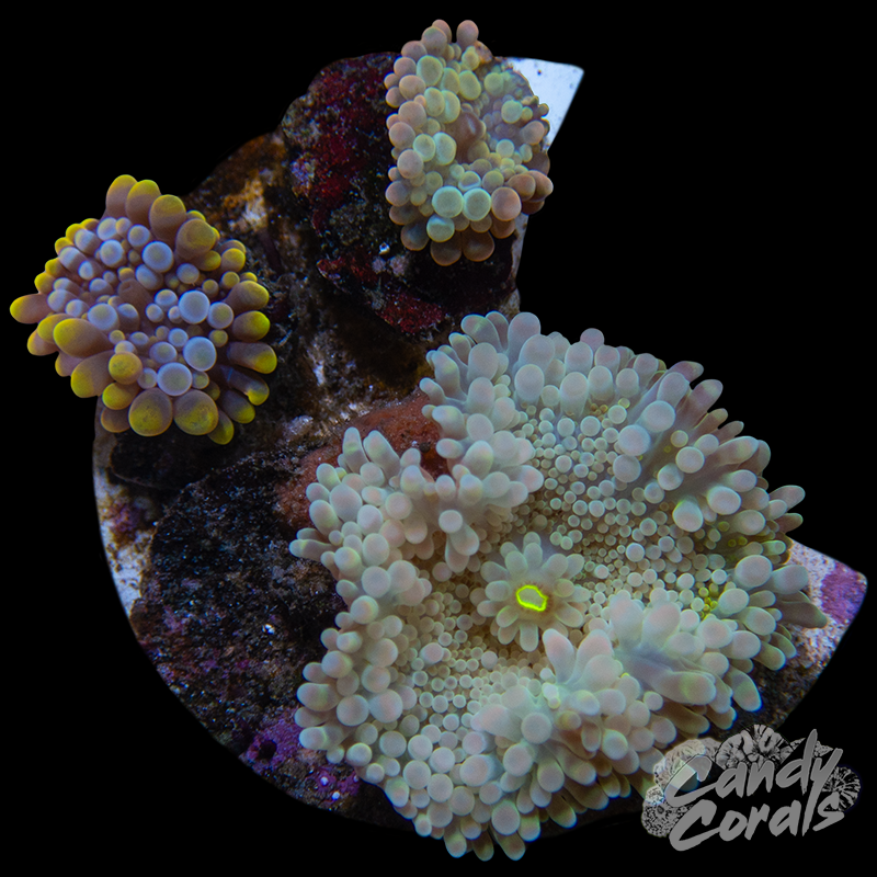 Ultra Yuma Mushroom Plate WYSIWYG 4