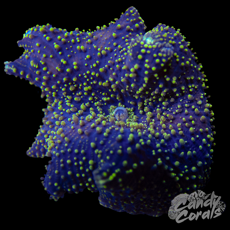 Starry Night Mushroom