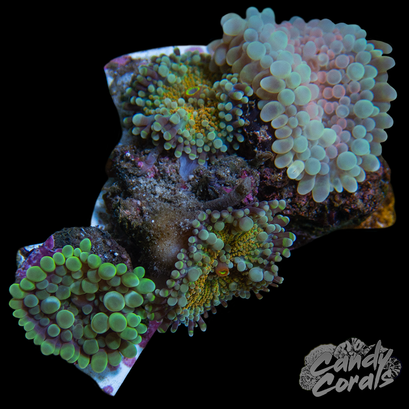 Ultra Yuma Mushroom Plate WYSIWYG 6